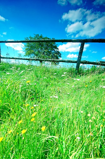 Gramado com flores desabrochando