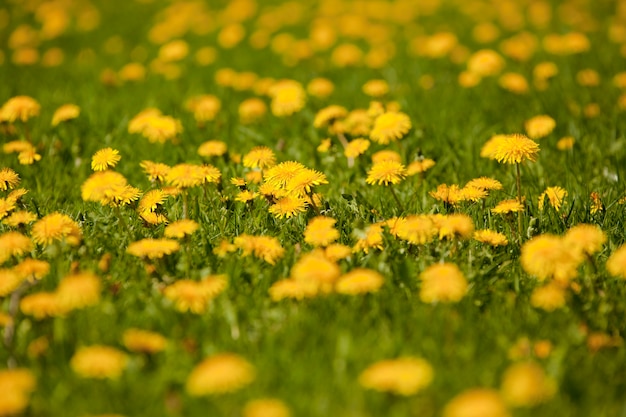 Gramado com flores lindas amarelas