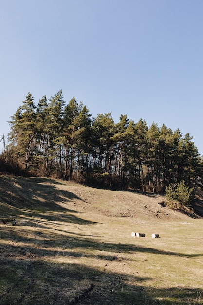 Foto grátis gramado verde perto de floresta de pinheiros