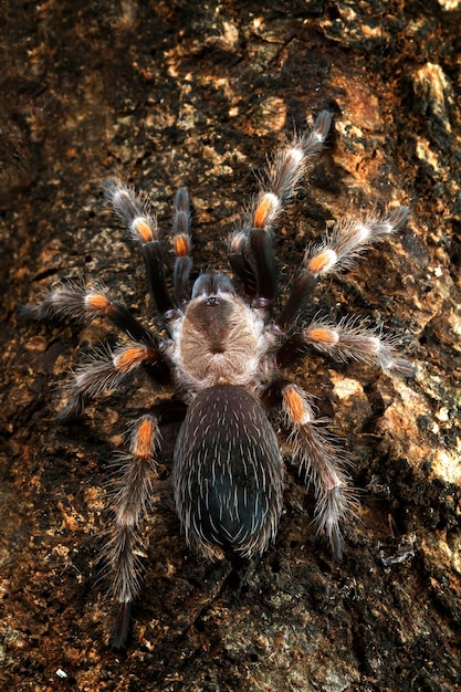 Grammostola pulchripes tarântula chaco golden knee camuflagem em madeira