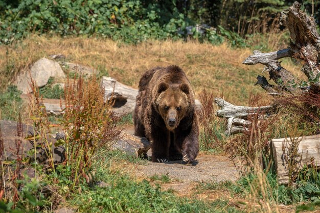 Grande ameaça de urso pardo