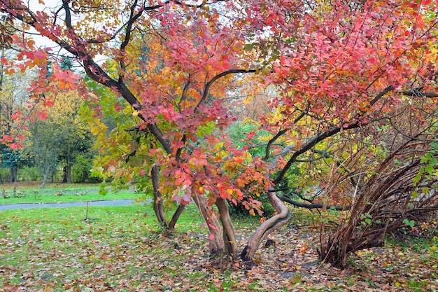 Grande árvore com folhagem vermelha no parque dourado da cidade de outono