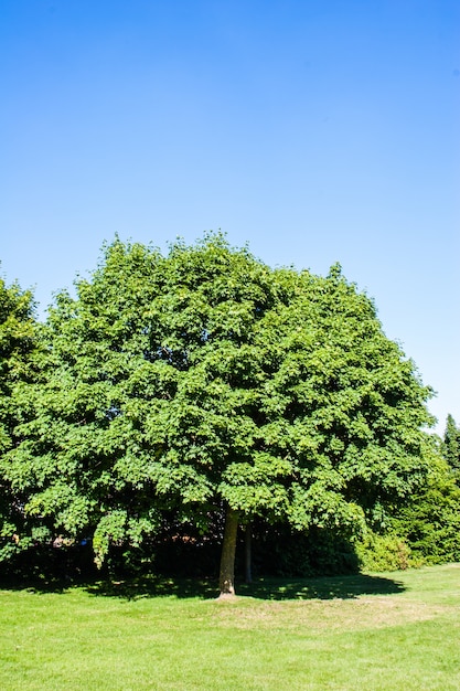 Grande árvore com galhos e folhas densas e o céu claro no