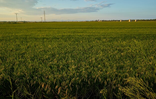 Grande campo de arroz verde com plantas de arroz verdes em fileiras no pôr do sol de Valência