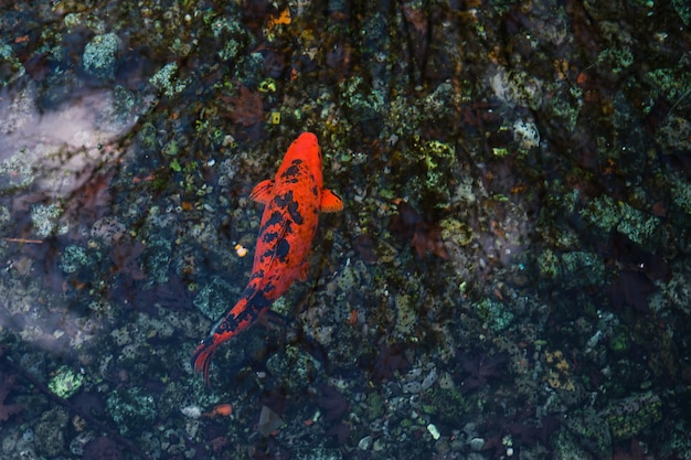 Grande carpa vermelha manchada ou peixe koi nada em uma lagoa sombreada em uma visão clara e ensolarada de cima