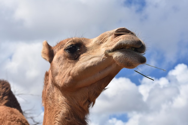 Grande close de camelo mastigando com comida saindo da boca.