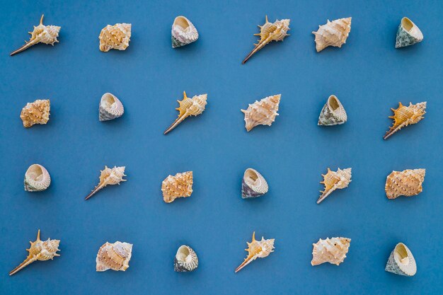 Grande coleção de diferentes tipos de conchas marinhas