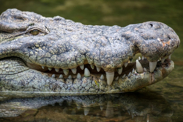 Grande crocodilo no parque nacional do quênia, áfrica