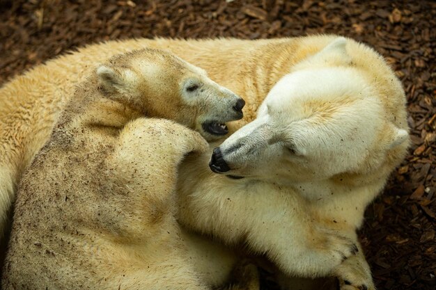 Grande e linda família de ursos polares dormindo juntos Criatura maravilhosa no habitat natural Animais ameaçados de extinção em cativeiro Ursus maritimus