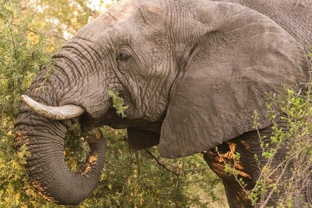 Grande elefante africano em uma reserva sul-africana, durante o dia