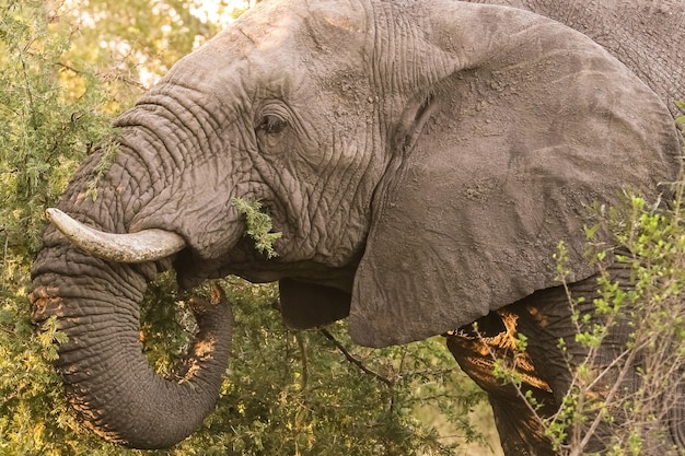 Grande elefante africano em uma reserva sul-africana, durante o dia