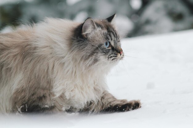 Grande gato peludo se esgueira na neve entre as árvores, cuidado para animais de estimação