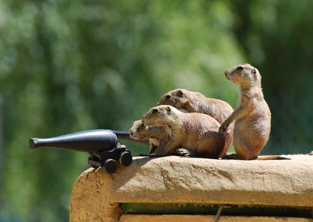 Grande grupo de cães da pradaria com um canhão pronto para ir para a guerra.