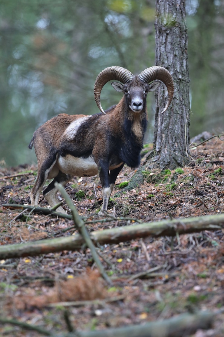 Foto grátis grande mufflon europeu na floresta animal selvagem no habitat natural república tcheca