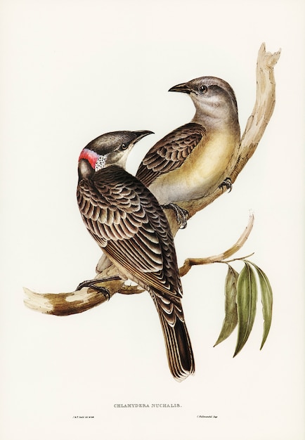Foto grátis grande pássaro bower (chlamydera nuchalis) ilustrado por elizabeth gould