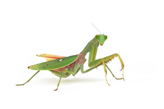 Grande plano de escudo gigante mantis com posição de autodefesa em fundo branco Close up de escudo de louva-a-deus na madeira