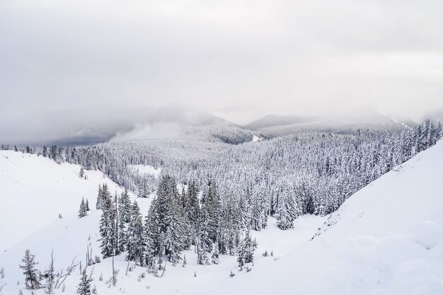 Grande plano de montanhas cheias de neve branca e muitos abetos vermelhos sob um céu