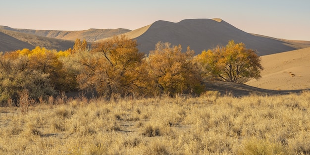 Grande plano de um deserto com arbustos secos e dunas de areia durante o dia