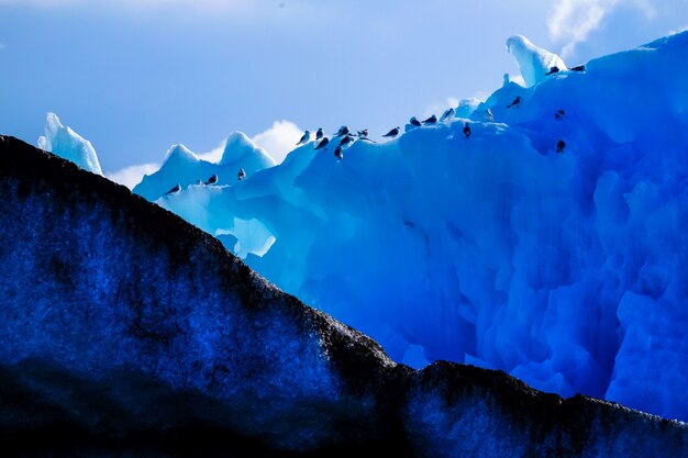 Grande plano de um grupo de pinguins em um iceberg alto