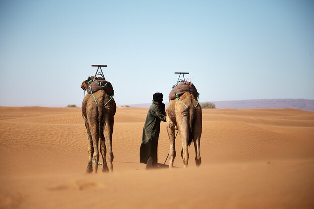 Grande plano de um homem e dois camelos andando no deserto marroquino durante o dia