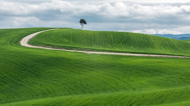 Grande plano de uma árvore verde isolada perto de um caminho em um belo campo verde