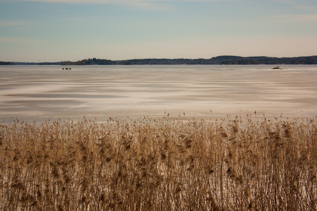 Grande plano do campo de trigo perto de uma costa arenosa com montanha ao longe sob um céu claro