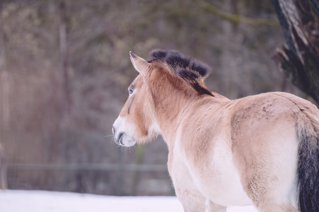 Grande plano do cavalo selvagem de Przewalski