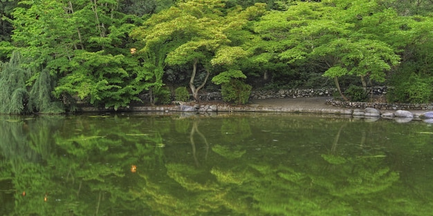 Grande plano do reflexo das belas árvores verdes em um lago