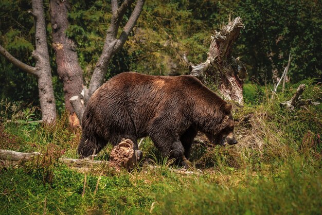 Grande urso pardo passeando no caminho