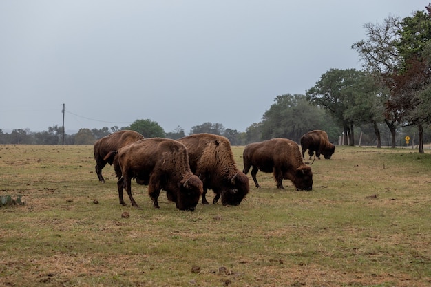 Grandes bisões marrons pastando na grama