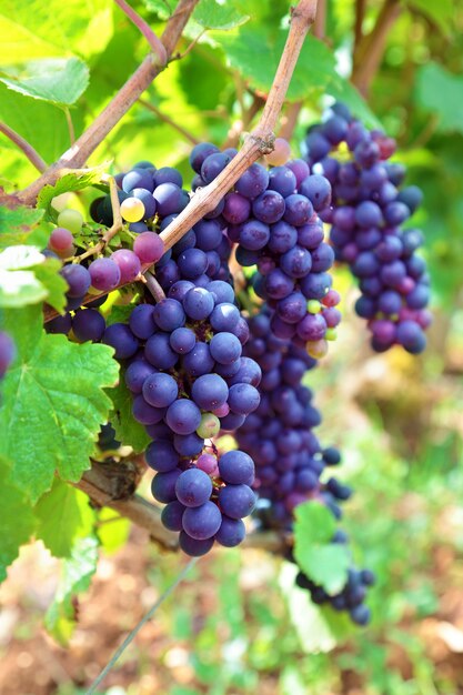 Grandes cachos de uvas penduram de uma videira