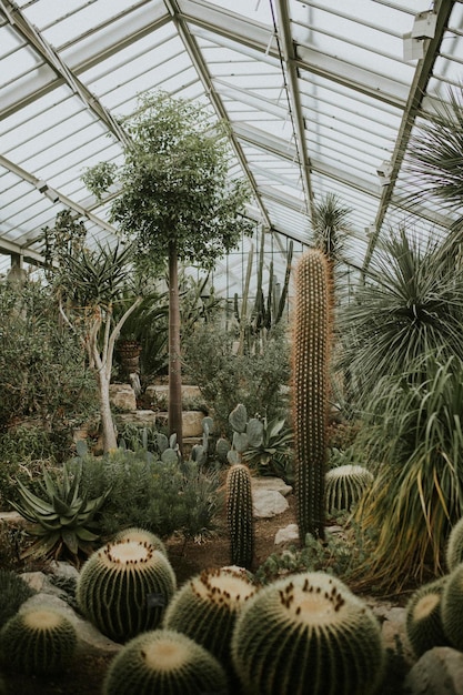 Grão de filme retrô com estufa de cactos, em Kew Garden, Londres