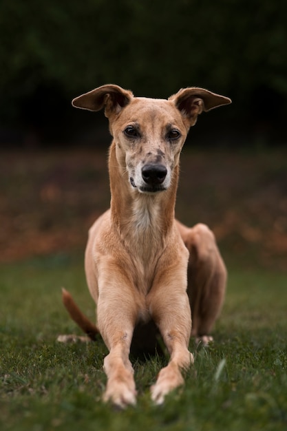 Foto grátis greyhound se divertindo no parque