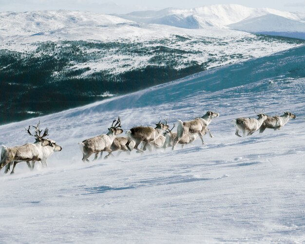 Grupo de alces subindo uma montanha coberta de neve