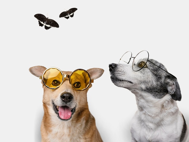 Grupo de animais bonitos em fundo branco