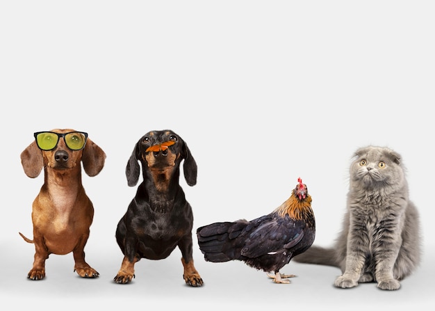 Grupo de animais bonitos em fundo branco
