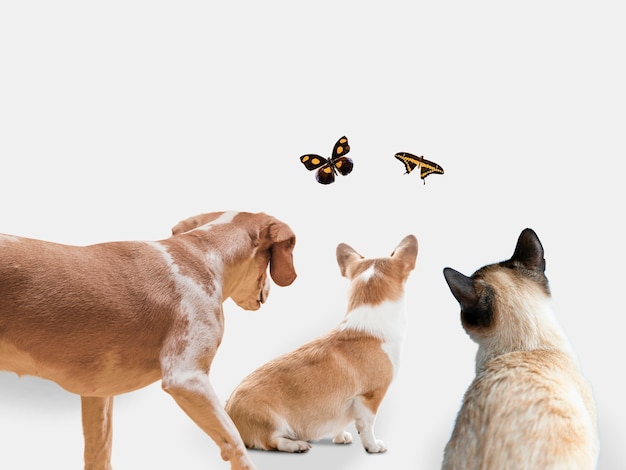 Foto grátis grupo de animais fofos em fundo branco