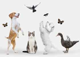 Foto grátis grupo de animais fofos em fundo branco