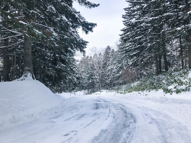 grupo de árvores de abeto gelado na neve