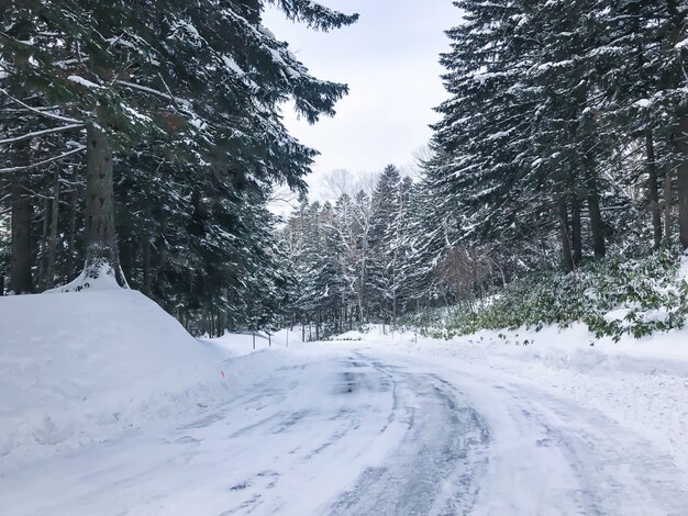 grupo de árvores de abeto gelado na neve