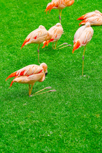 Foto grátis grupo de belos flamingos na grama do parque