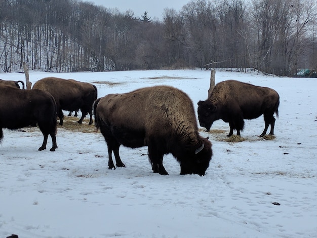 Foto grátis grupo de bisões limpando e pastando em um terreno coberto de neve com árvores sem folhas
