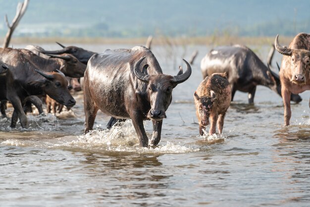 Grupo de búfalos em um rio