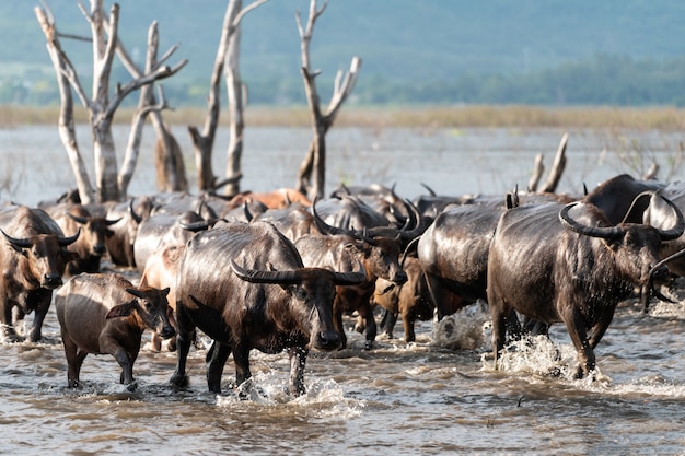 Grupo de búfalos em um rio