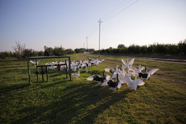 Grupo de cisnes correr em campo