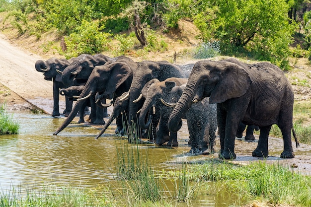Grupo de elefantes bebendo água em um terreno alagado durante o dia