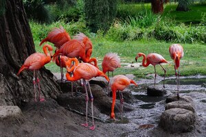 Grupo de flamingos em um terreno lamacento
