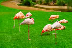 Foto grátis grupo de flamingos lindos dormindo na grama do parque