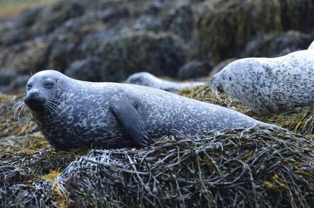 Grupo de focas retiradas em um recife coberto de algas.