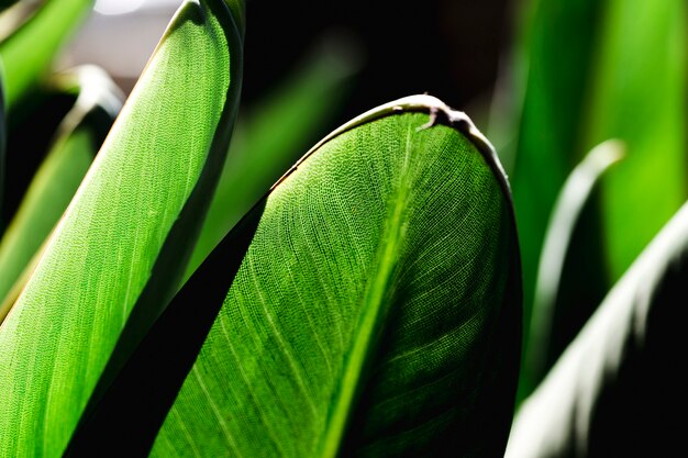 Grupo de folhas verdes tropicais